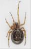Steatoda nobilis